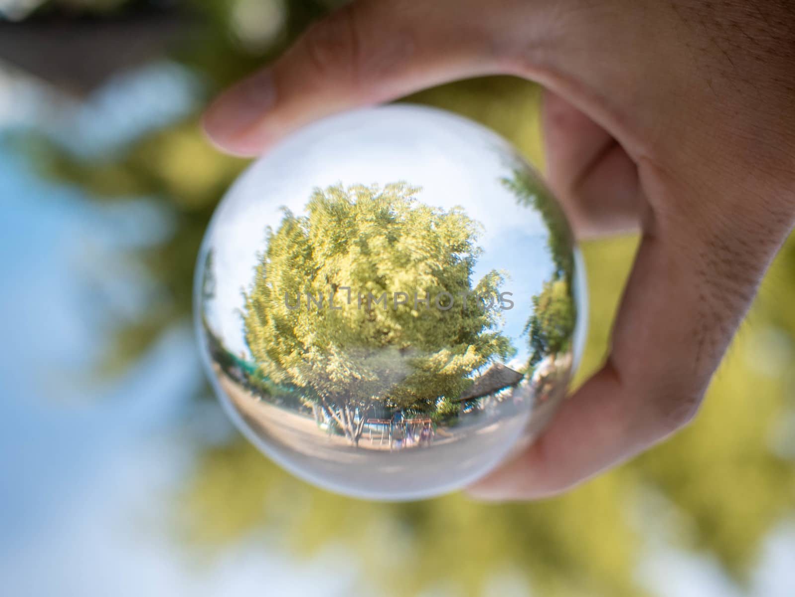 Hand holding crystal glass ball sphere revealing the inner big tree on blurred background. by TEERASAK