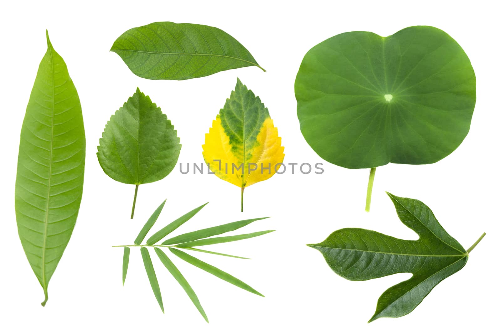 Tropical different leaves isolated on white background with clipping path. by TEERASAK