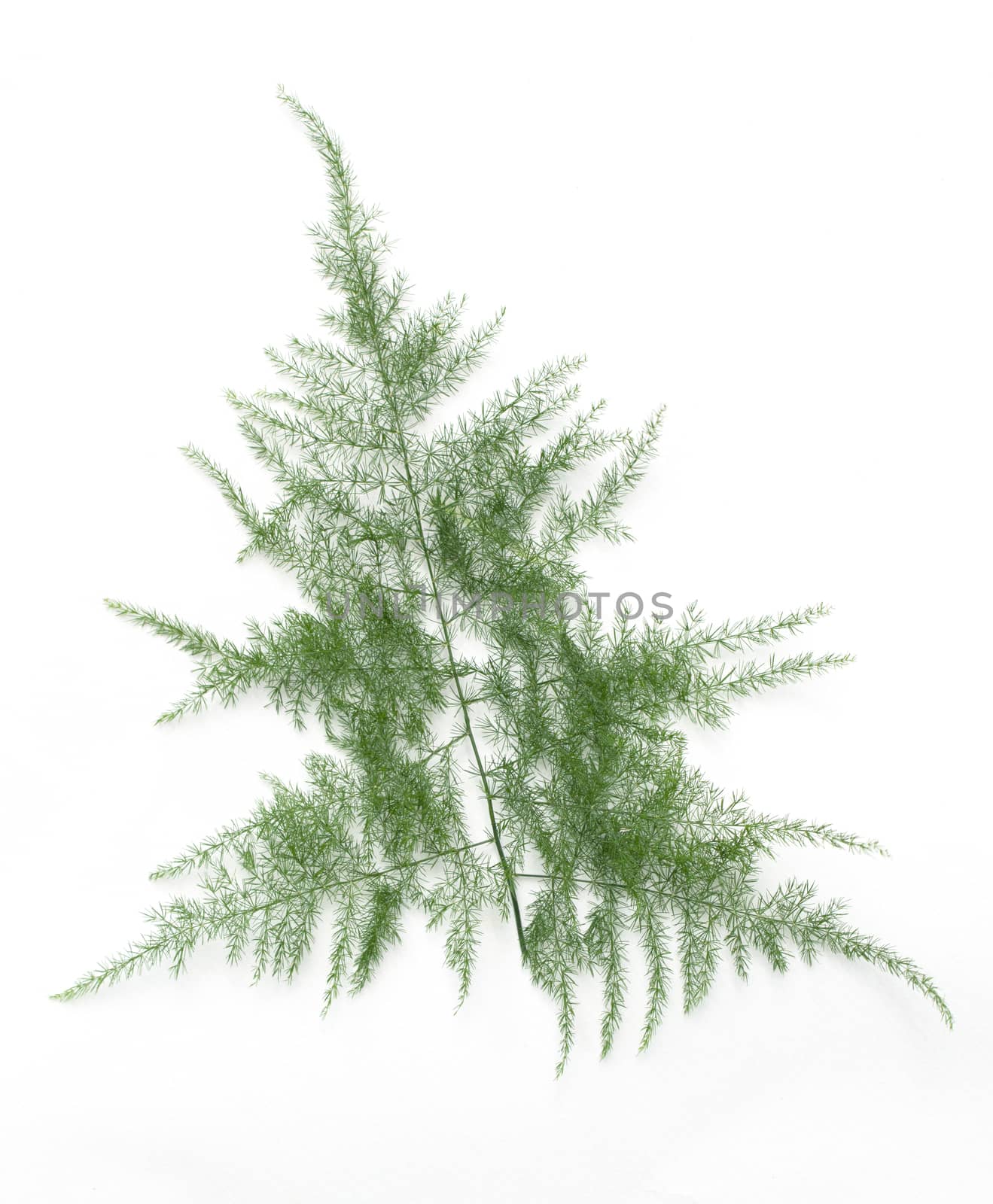 Tropical leaves isolated on white background with clipping path.