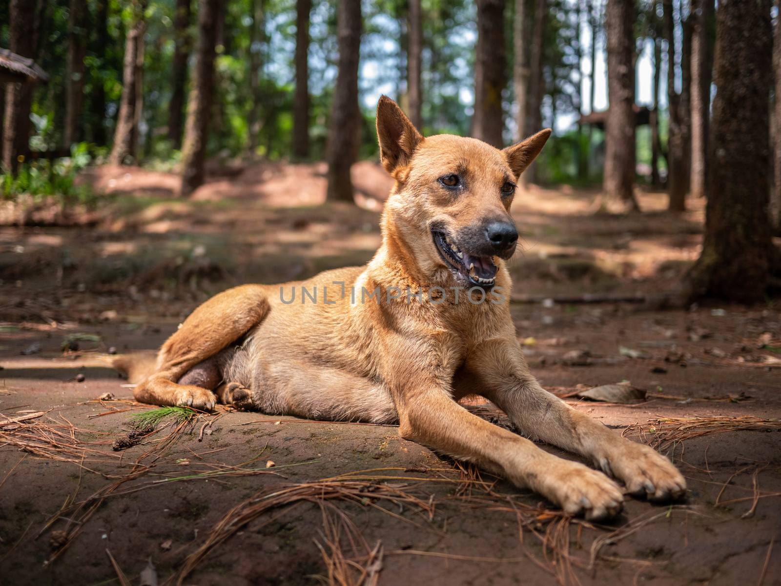 Brown short-haired dog lying on ground at a camping spot in a pine forest.