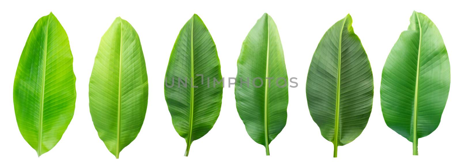 Group of Fresh banana leaves isolated on white background with clipping path. by TEERASAK