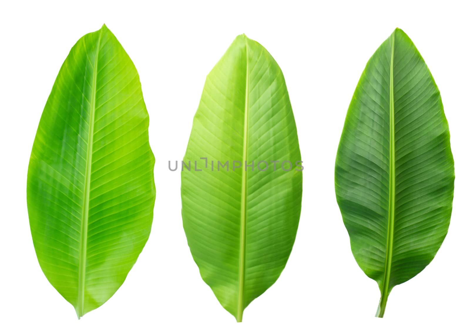 Fresh banana leaves isolated on white background with clipping path. by TEERASAK