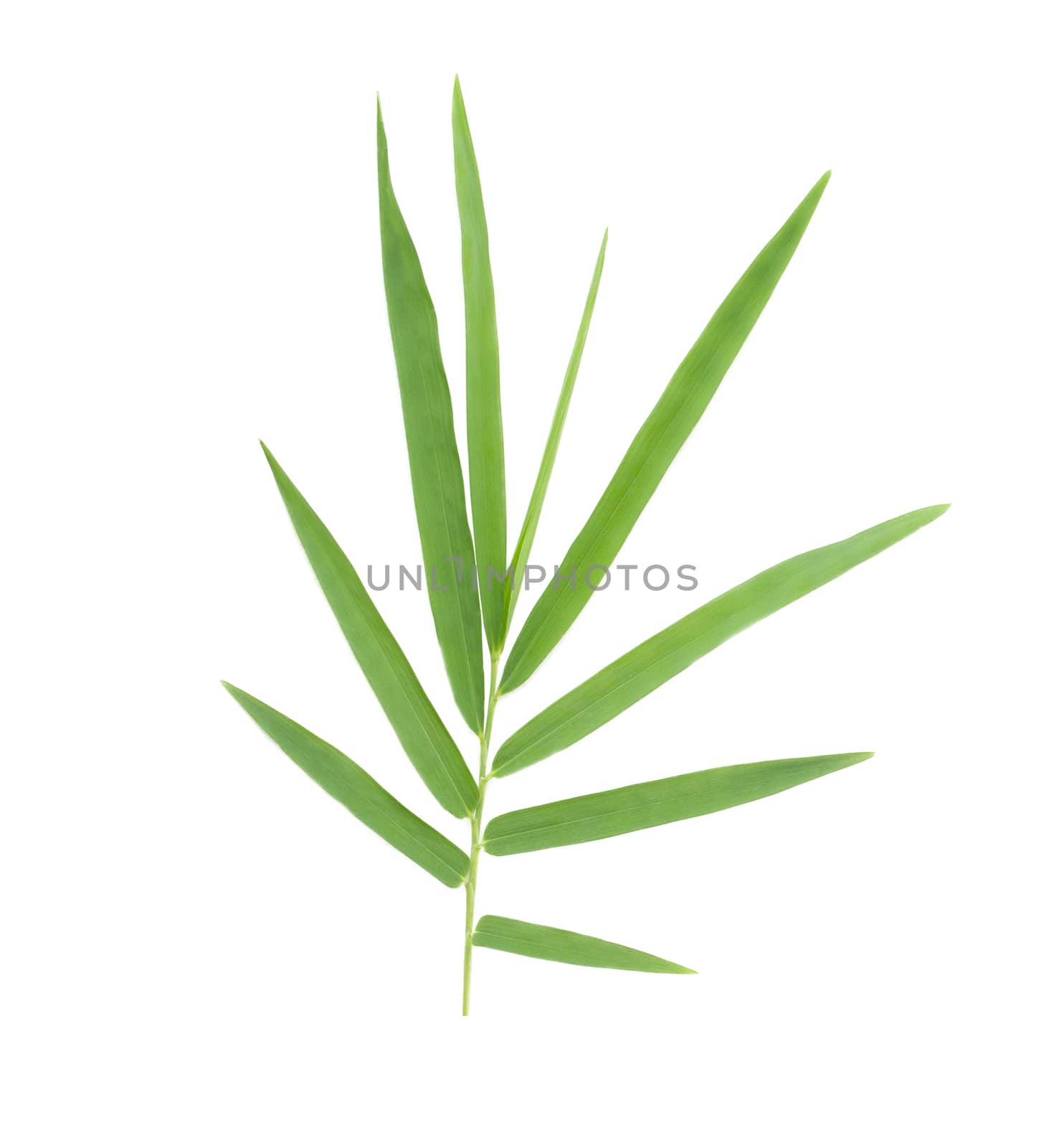 Bamboo leaves isolated on white background with clipping path. by TEERASAK
