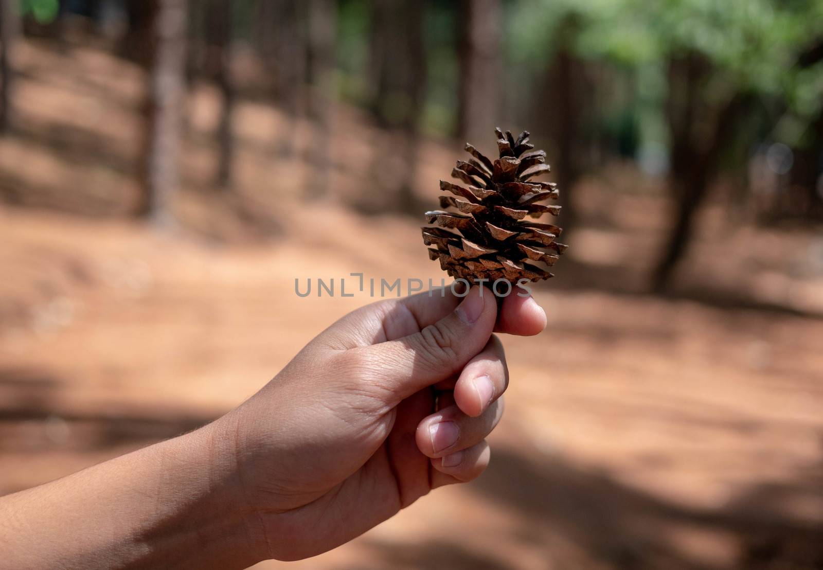 Asian young woman holding pine cone in the forest with sunlight in the morning. Relaxation travel concept. Copy place for your text. by TEERASAK
