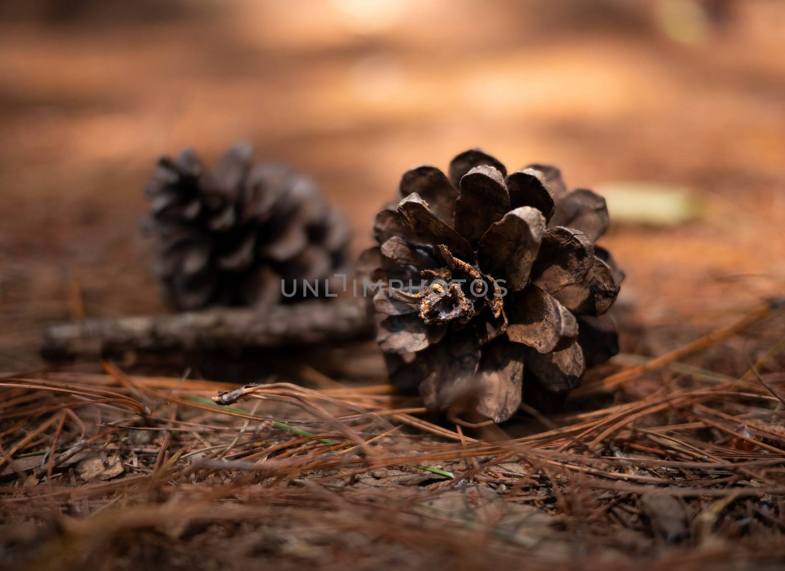 Two pine cones fallen on the ground in the forest in a summer day. Relaxation travel concept. by TEERASAK