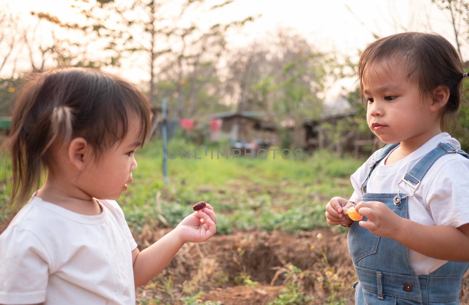 Asian little child testing the taste of fresh mulberry balls the beginning in the garden, First time to eating. Playing is learn to children. by TEERASAK