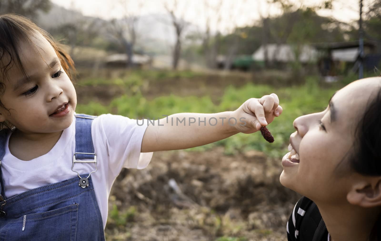 Asian little girl feeding fresh mulberry ball with finger to mother in the garden with sunset background. Playing is learn for children. by TEERASAK
