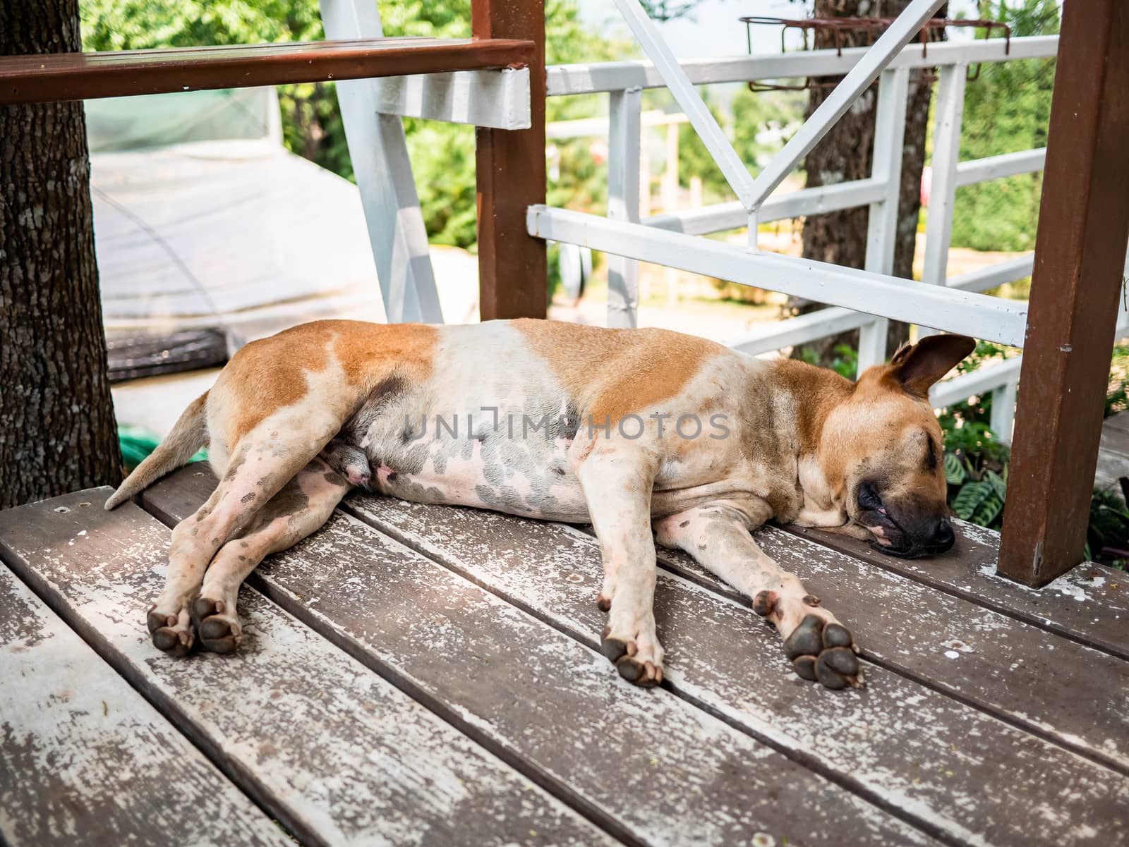 Dogs lying on the wooden balcony in garden. by TEERASAK