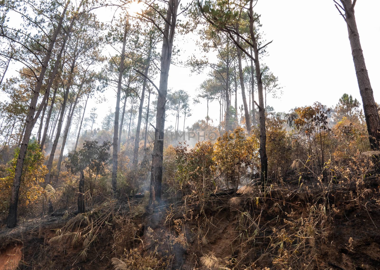 Smoke rising from ground after forest fire, Haze in the atmosphere. Ash covered forest after fire. Wildfire in Hot summer weather at Chiang Mai, Thailand. Selective Focus. PM 2.5