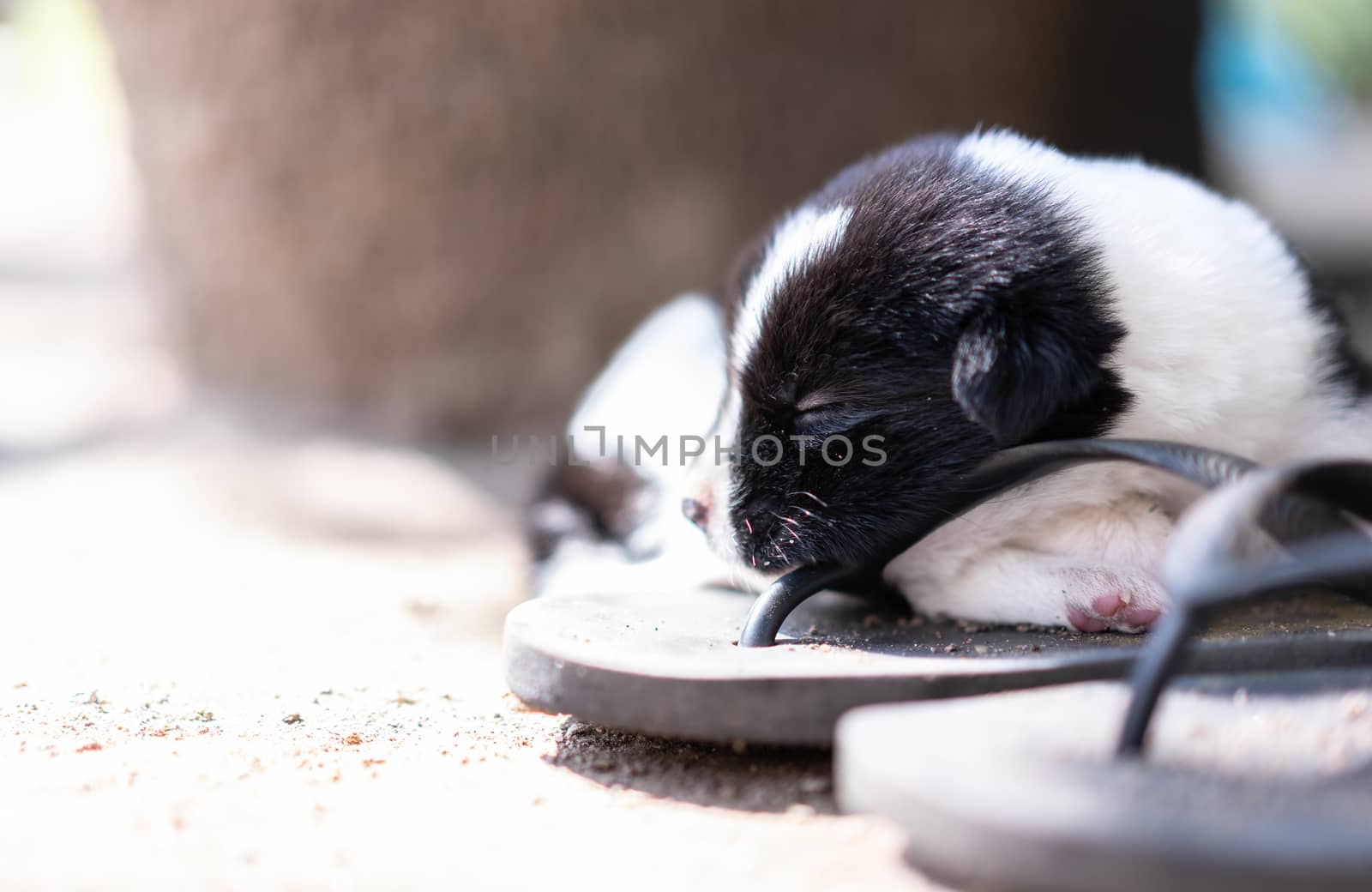 cute little dog sleeping on slippers outdoor