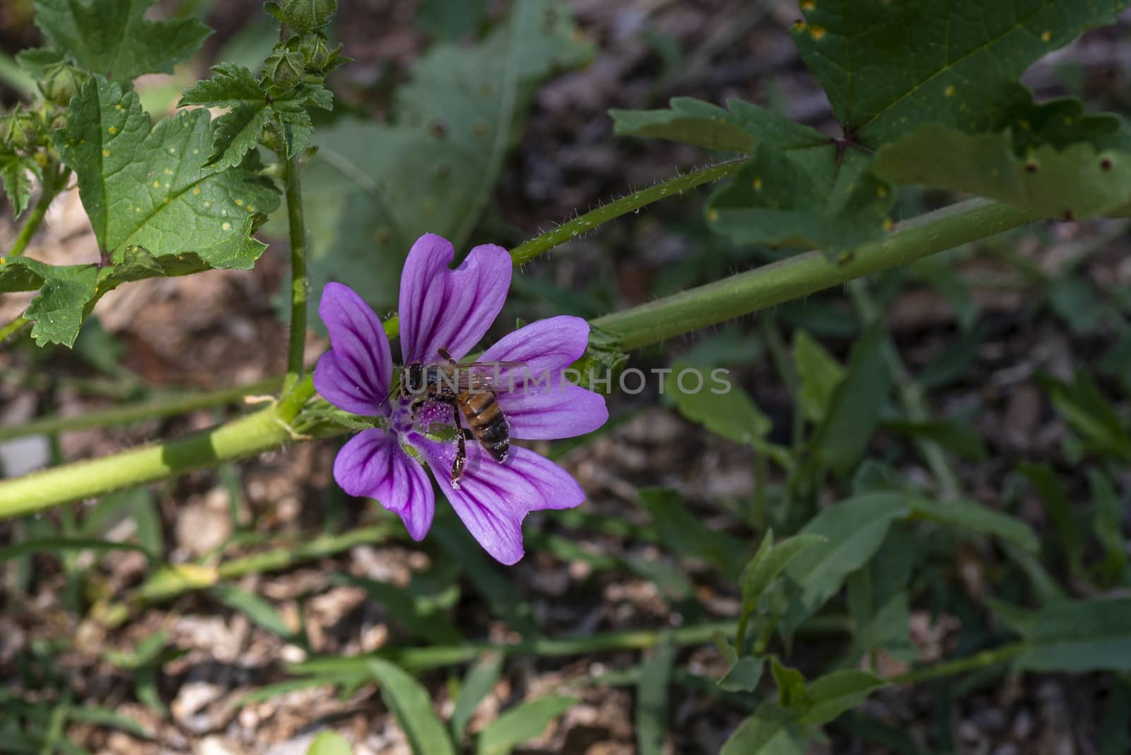 mallow flower with a bee in summer