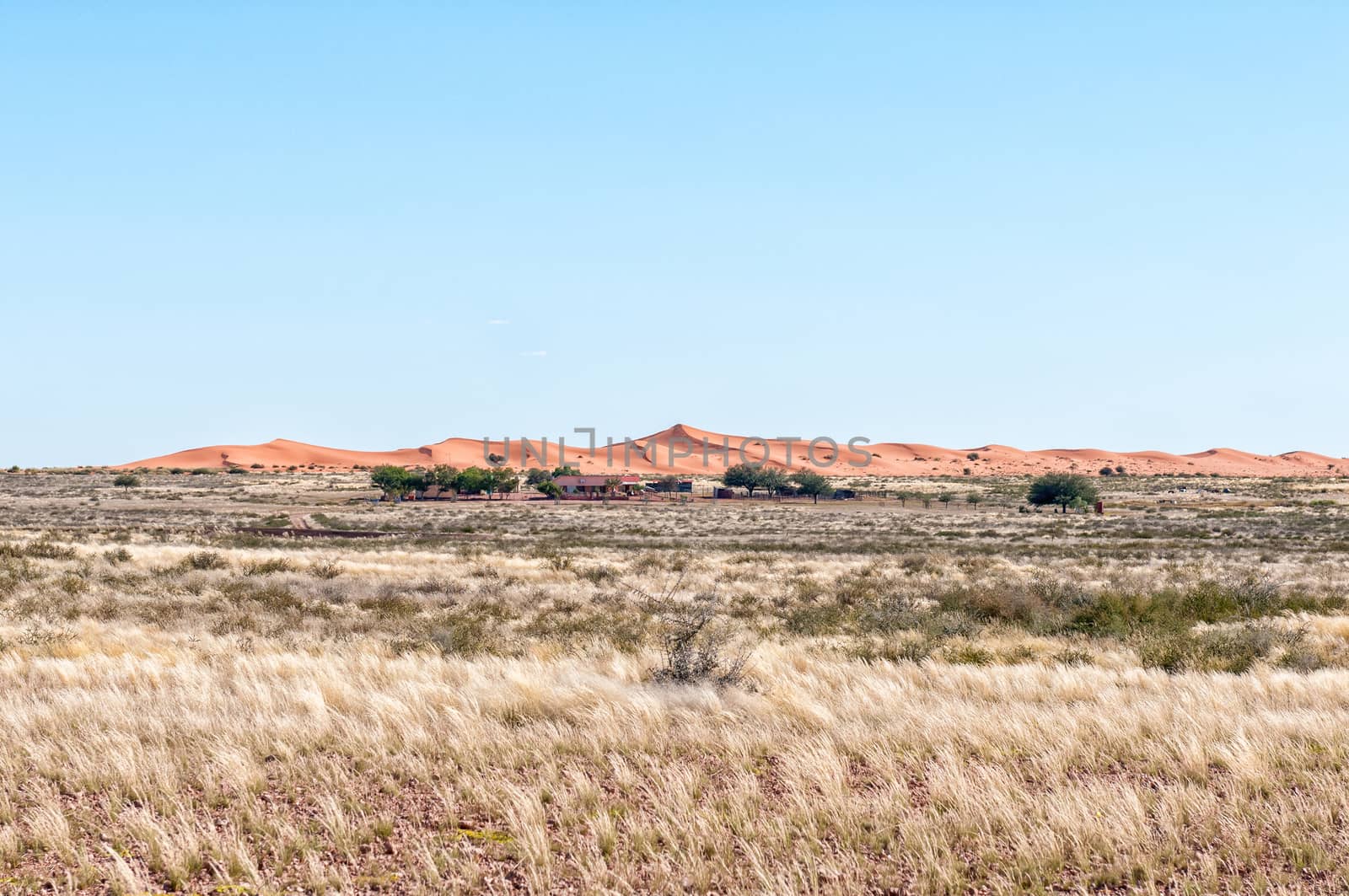 Farm scene, with sand dunes, in the Kalahari Desert of Namibia by dpreezg