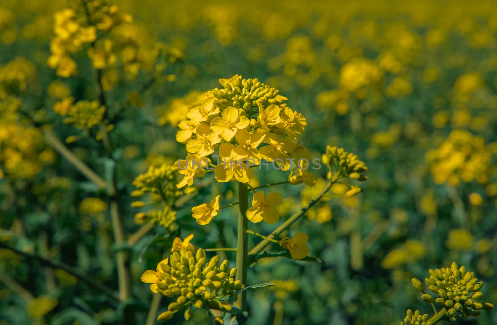 rapeseed flower. farm plant for oil production.
