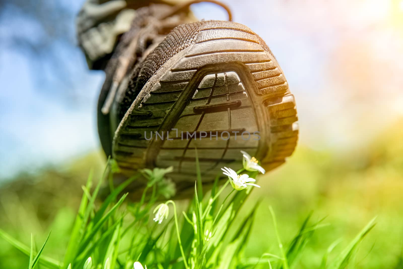 human foot in a shoe tramples white flowers on a green field.