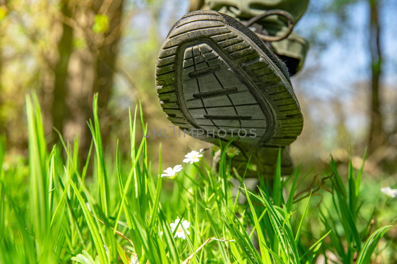 a man's foot steps on a blooming flower in the forest. Humanity and the environment.