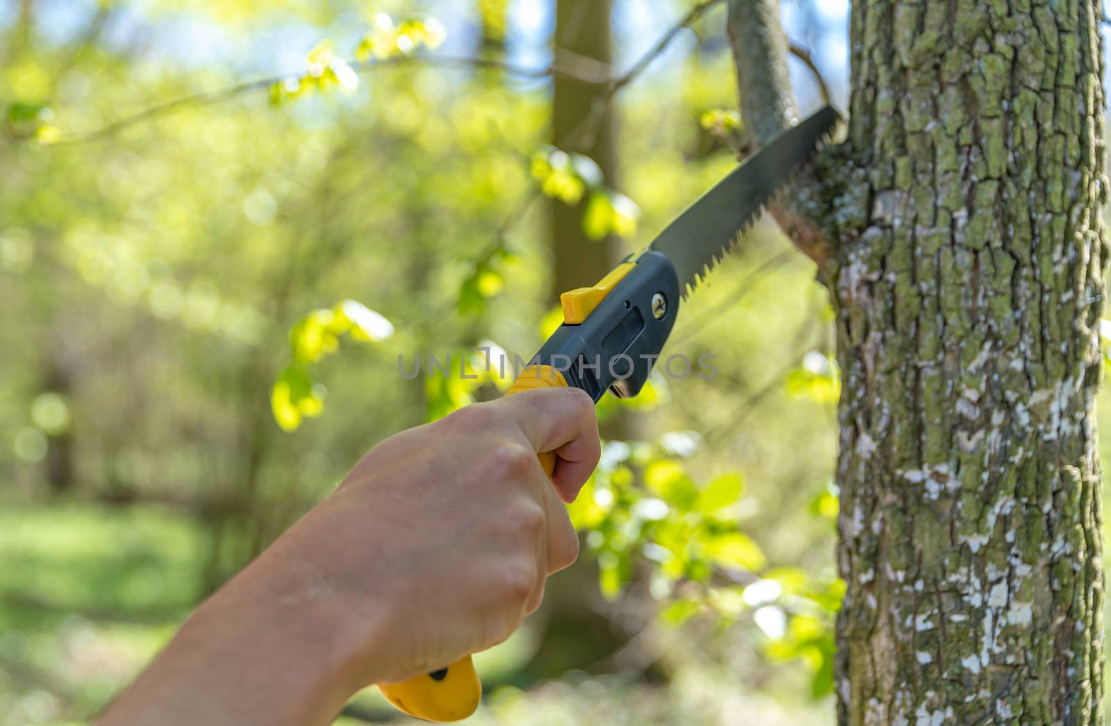 pruning a tree with a hand saw in the woods.