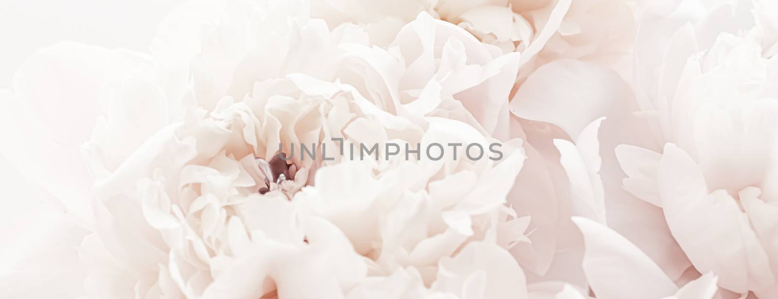 Pastel peony flowers in bloom as floral art background, wedding decor and luxury branding design