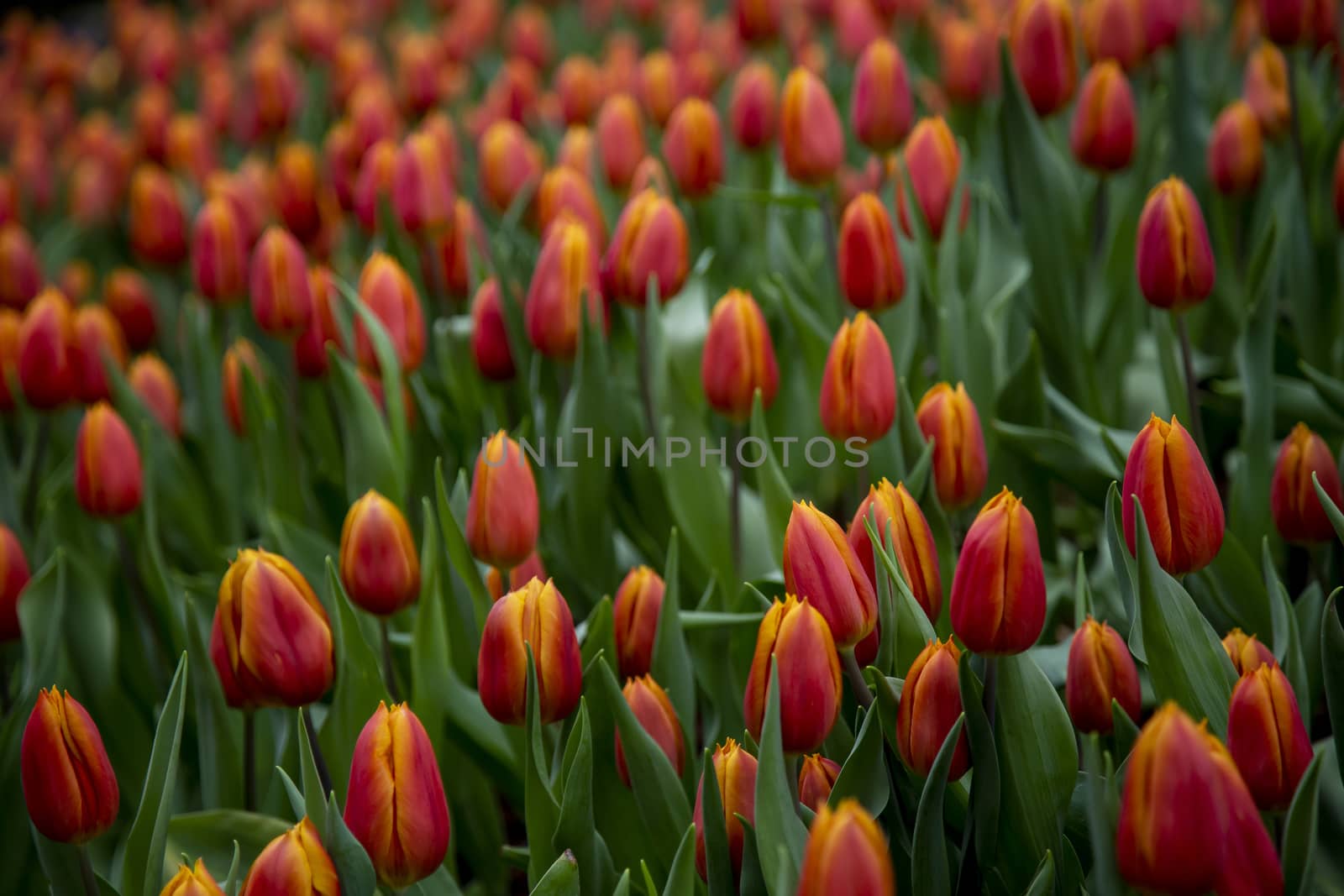 Group of tulip flowers blooming in the garden