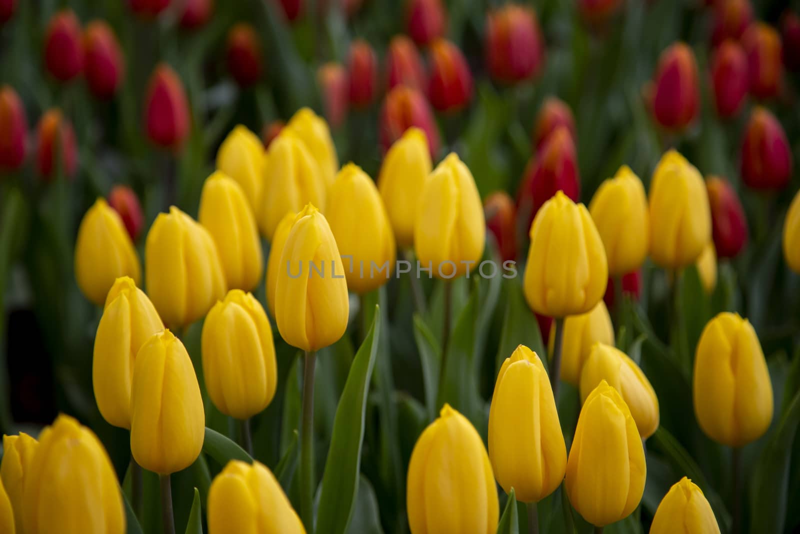 Group of tulip flowers blooming in the garden