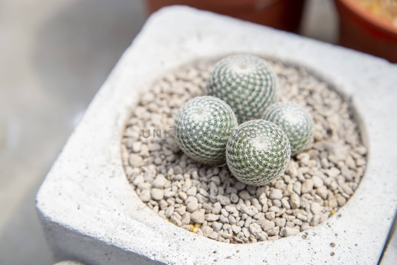 Cactus in pot with stone decorations