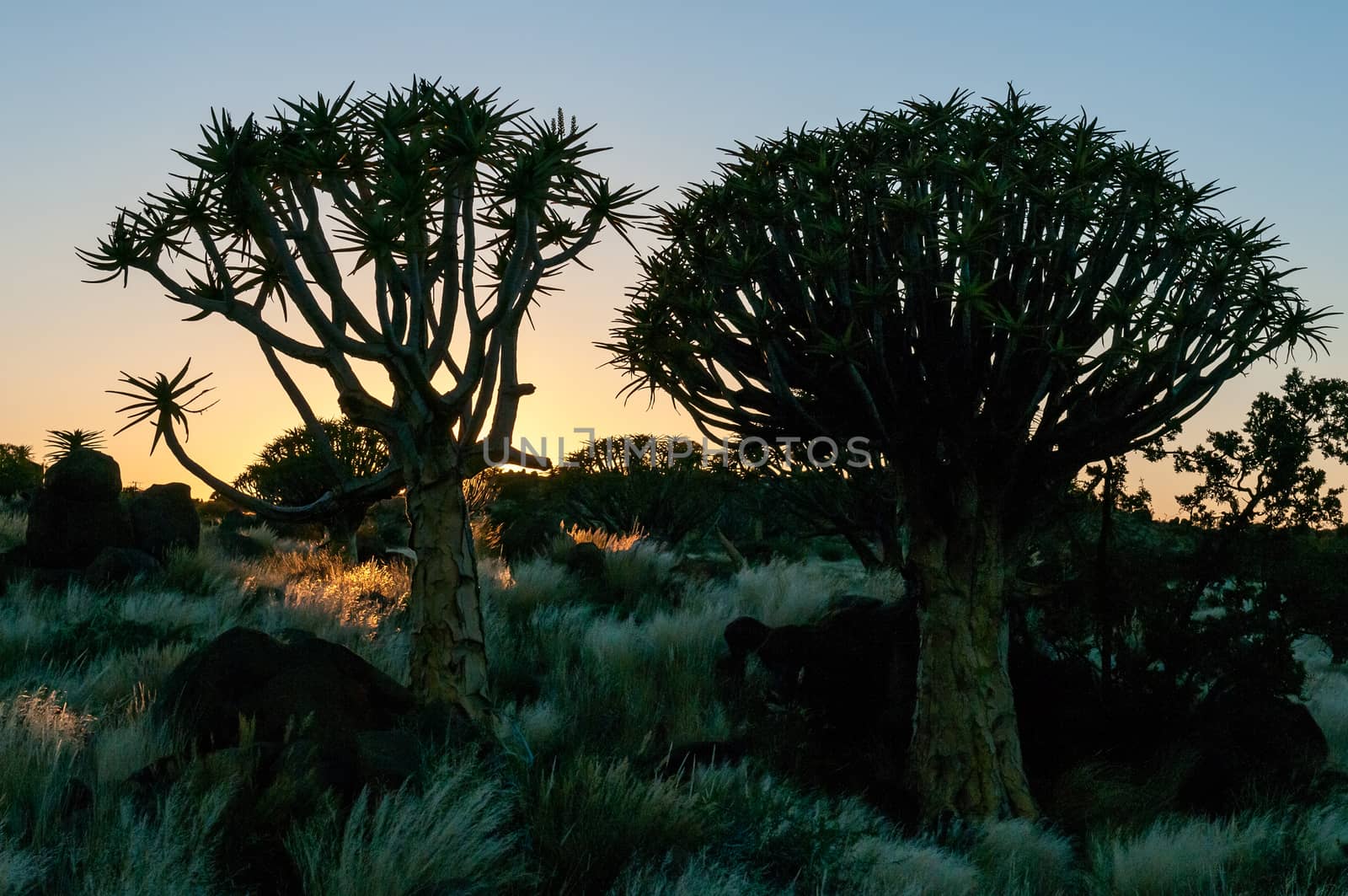 Sunrise at the Quiver Tree Forest near Keetmanshoop in Southern Namibia