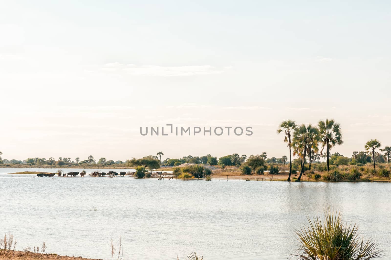 Cattle crossing a Cuvelai oshana floodwater channel near Oshakati in Northern Namibia