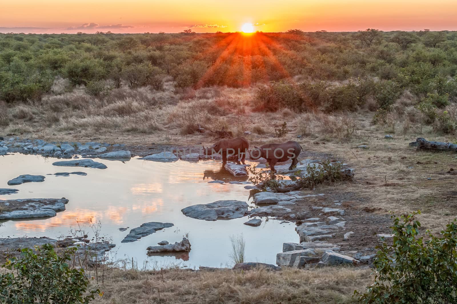Two black rhinos, Diceros bicornis, at a waterhole with the sun setting behind them