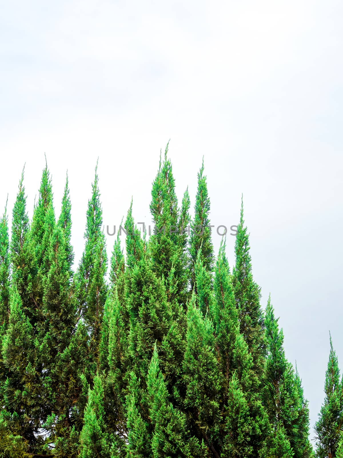 Freshness Pine leaves and blue sky background by Satakorn