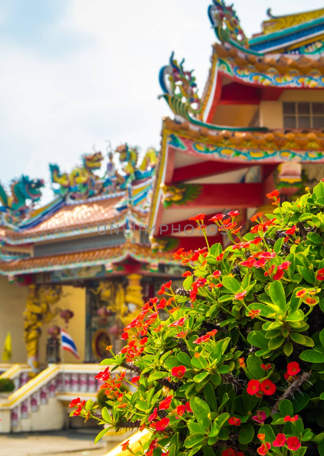 Red flower of Christ Thorn , Auspicious plant in Chinese religio by Satakorn