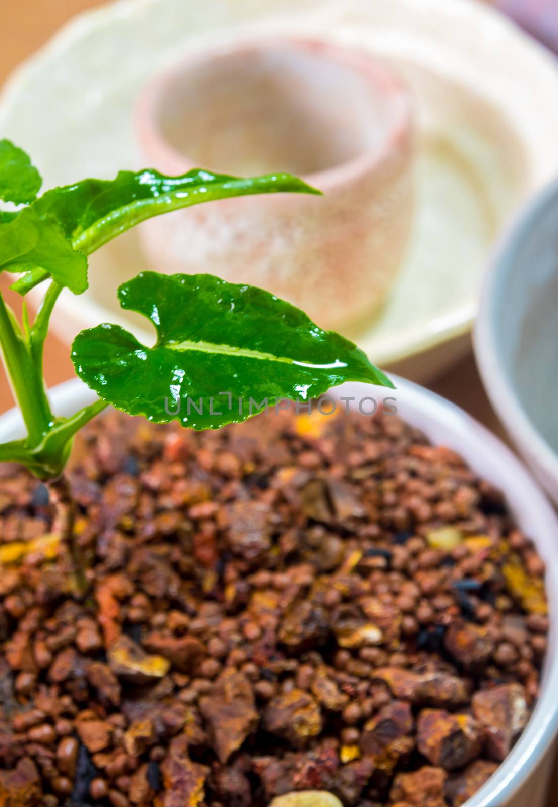 Syngonium growing in the small ceramic pot by Satakorn