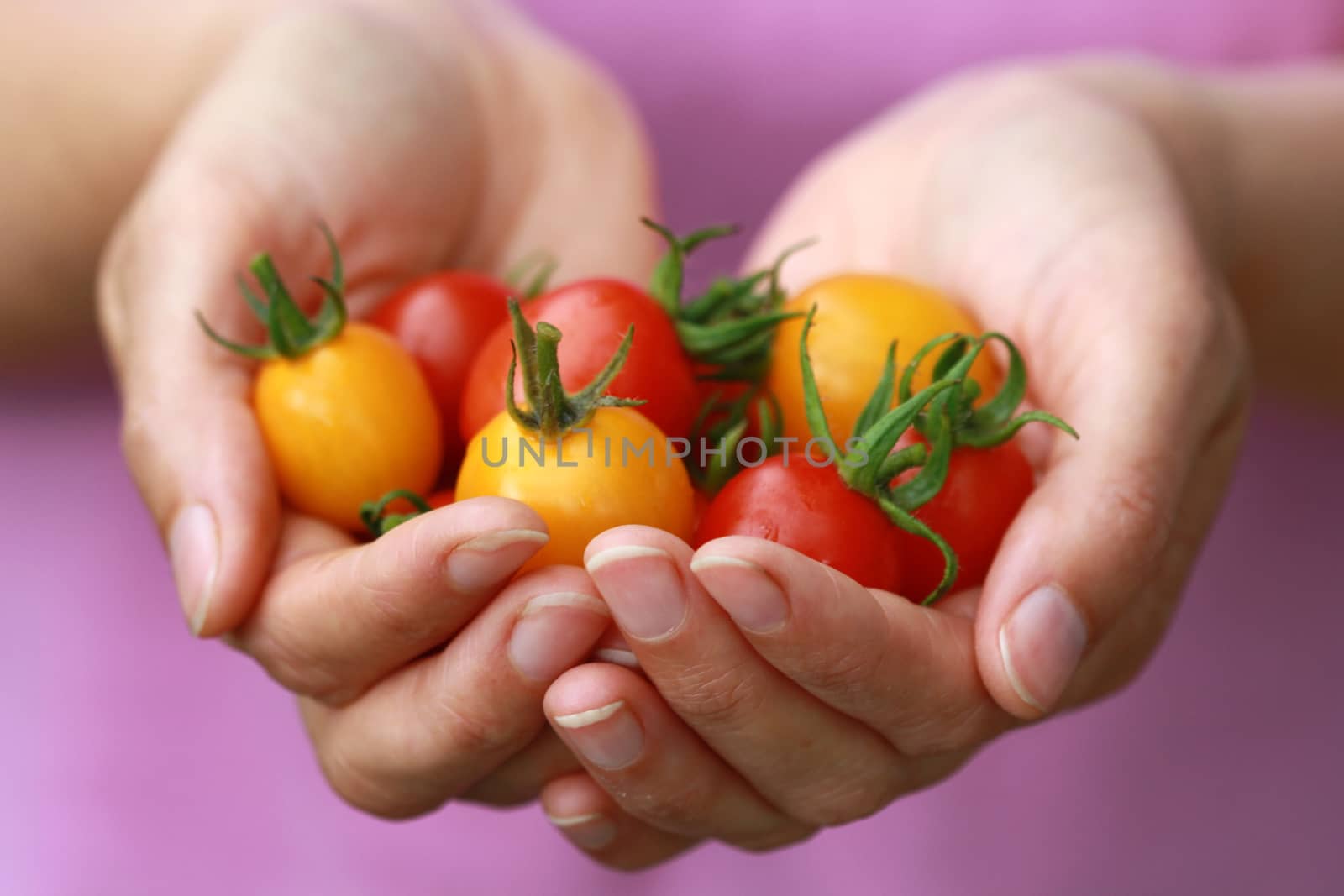 Hands of a woman holding freshly harvested tomatos