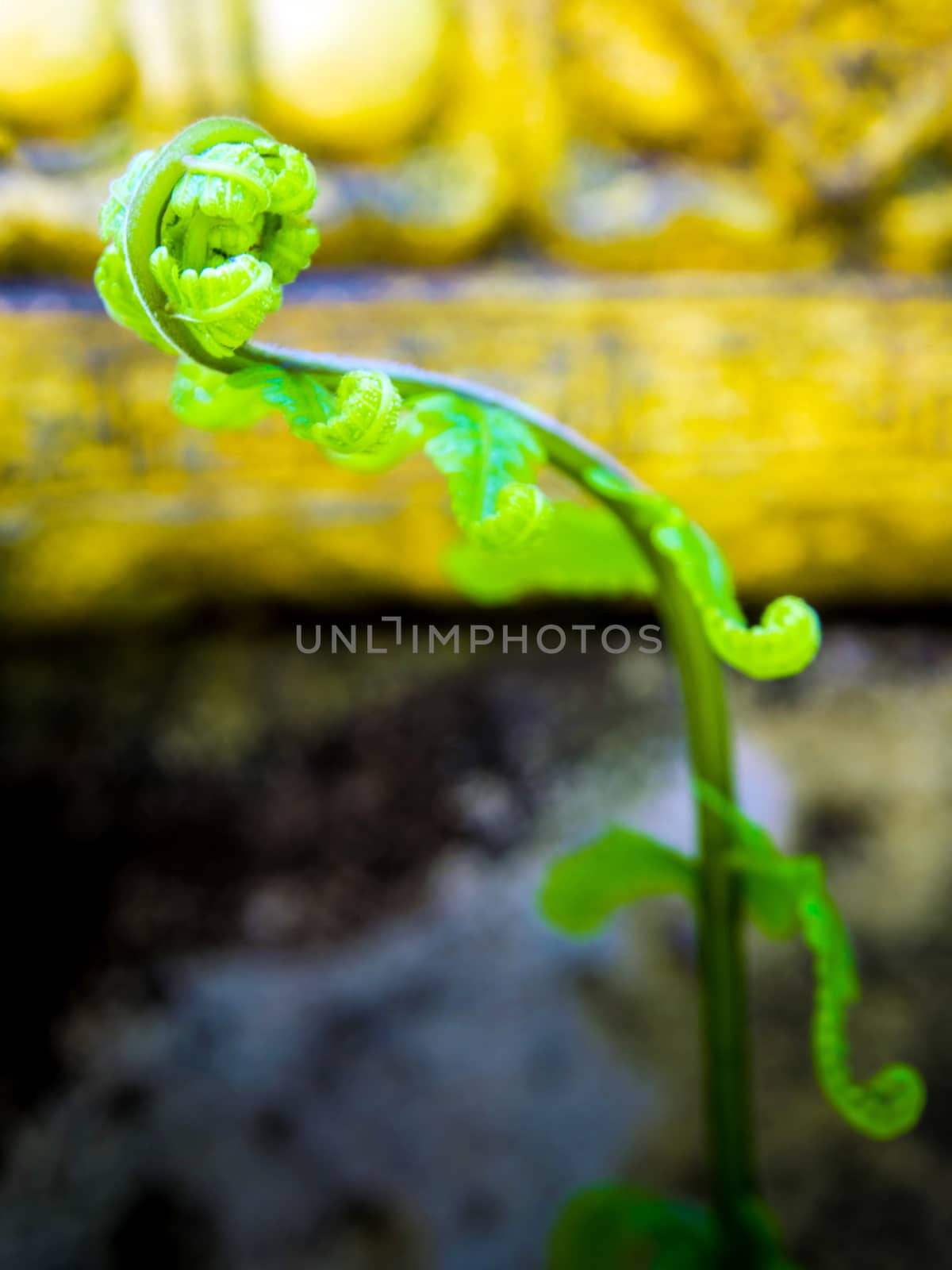 Green leaf of fern, freshness bud leaf by Satakorn