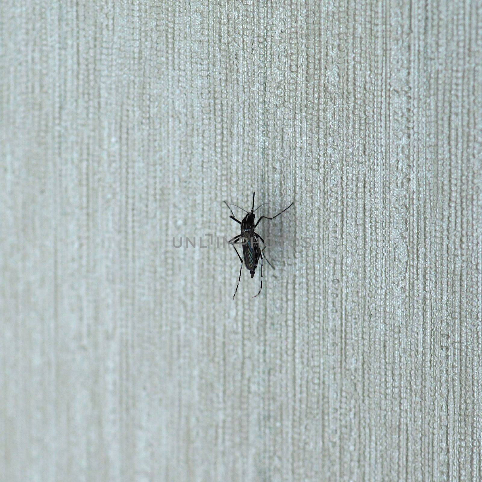 Tiger mosquito (midge fly of family Culicidae) insect animal on a wall indoor
