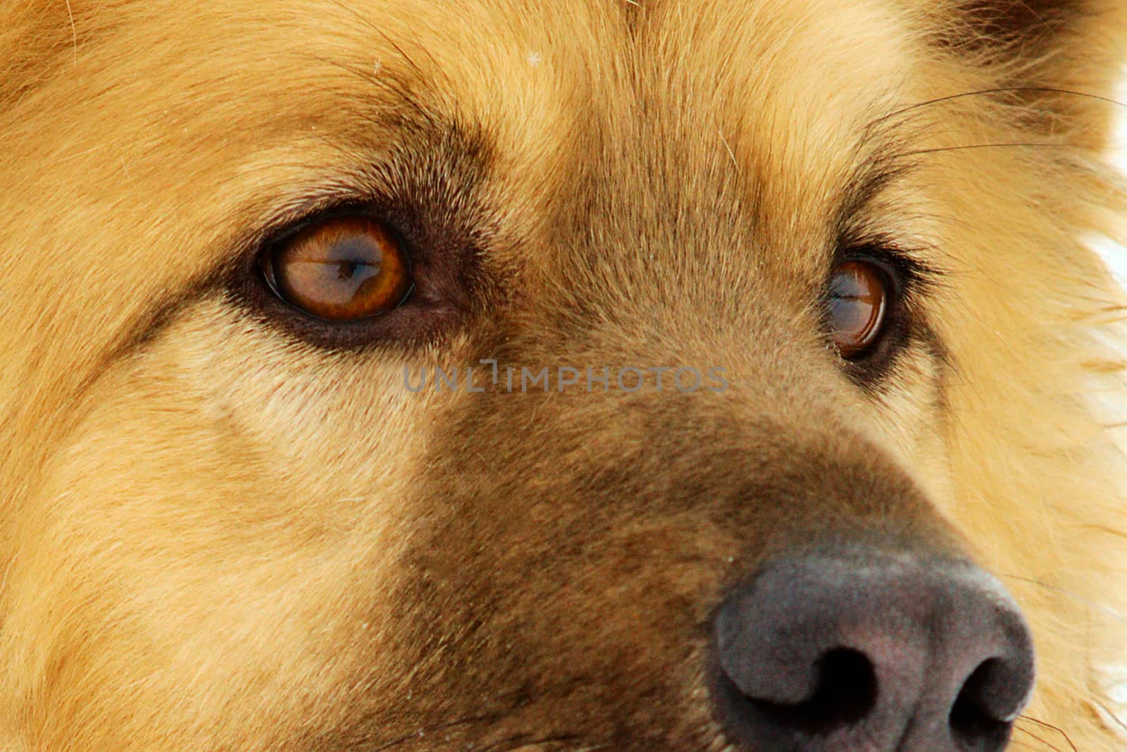 Red dog's eyes close-up by SuperJStus