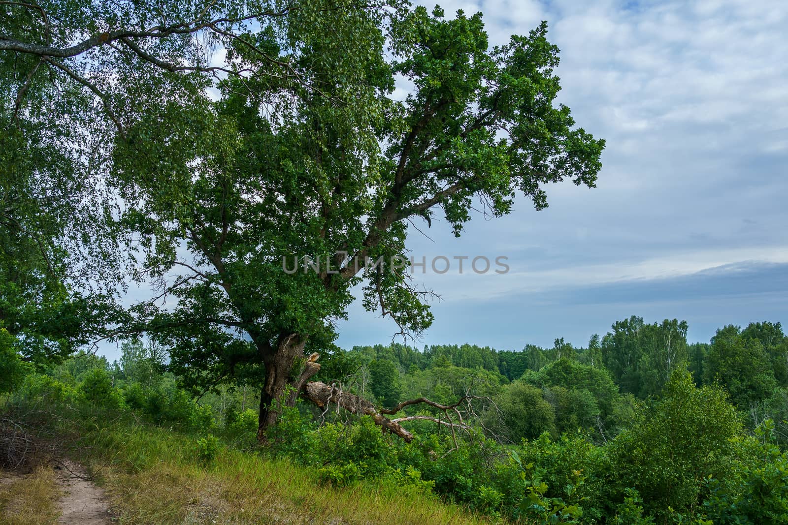 oak on a hill with a big broken branch on a sunny day by VADIM