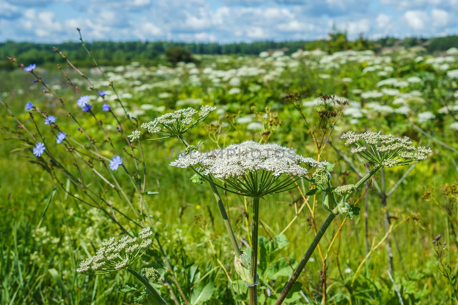hogweed in a field on a sunny summer day one large inflorescence, the rest on the background by VADIM
