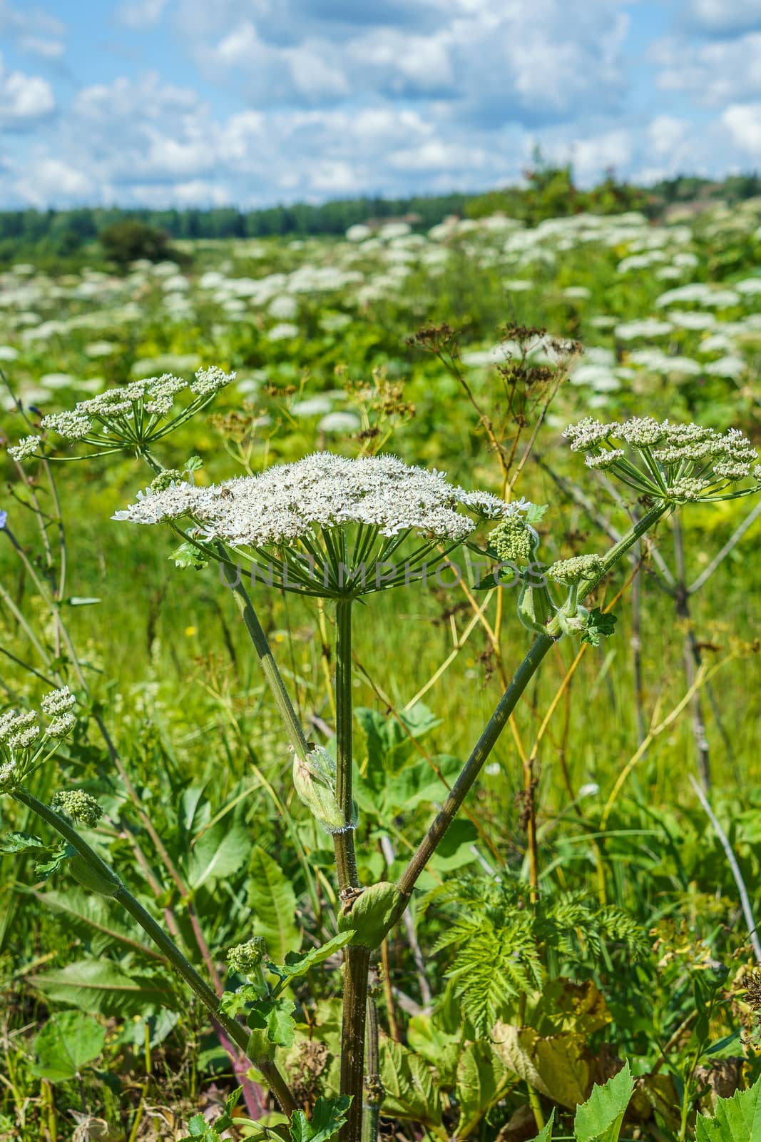 hogweed in a field on a sunny summer day one large inflorescence, the rest on the background by VADIM