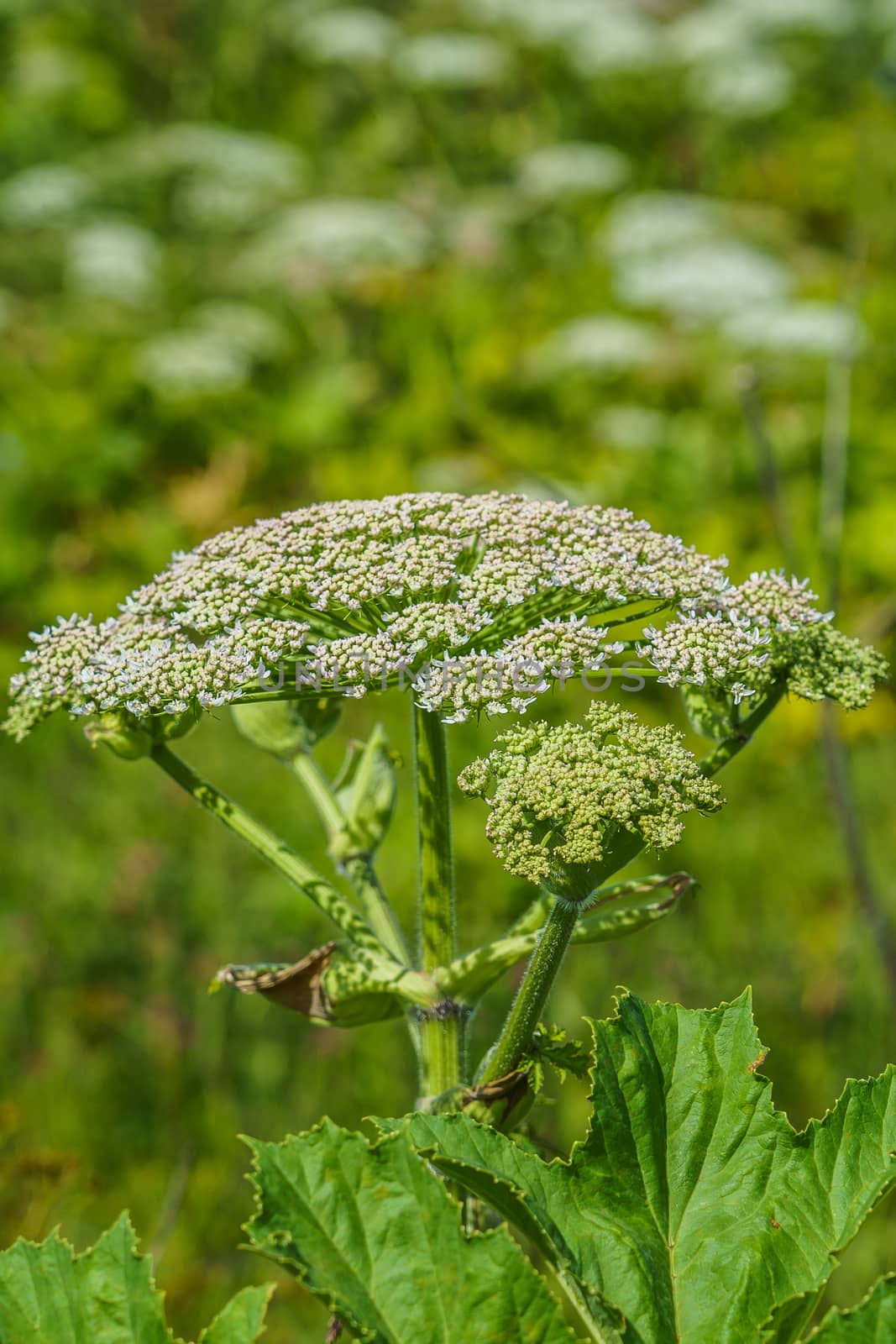 hogweed in a field on a sunny summer day one large inflorescence, the rest on the background by VADIM