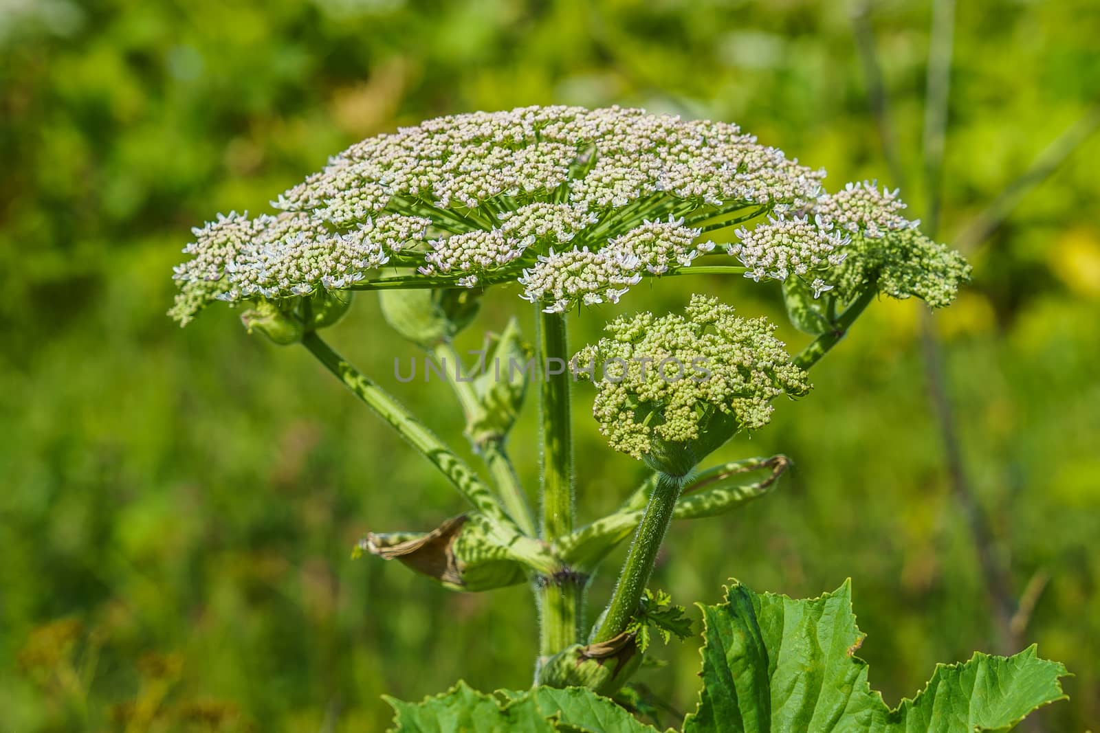 hogweed in a field on a sunny summer day one large inflorescence, the rest on the background, selective focus