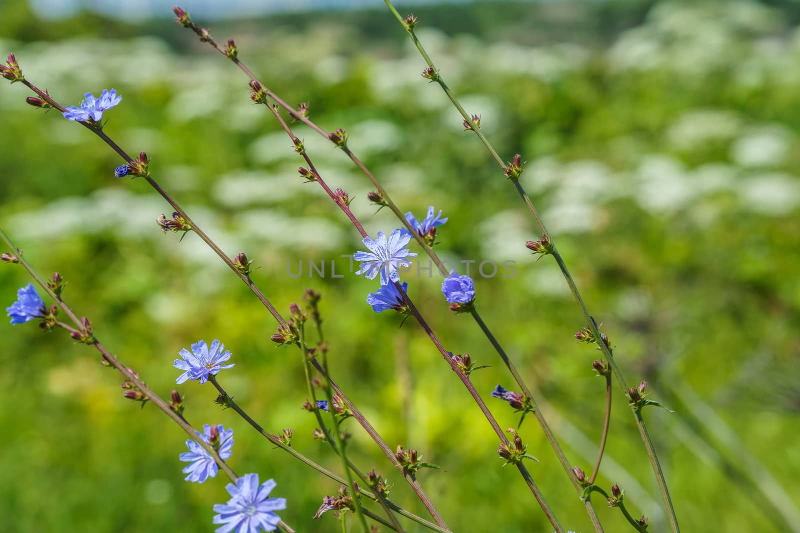 cornflower in the meadow on the background of green grass and flowers by VADIM