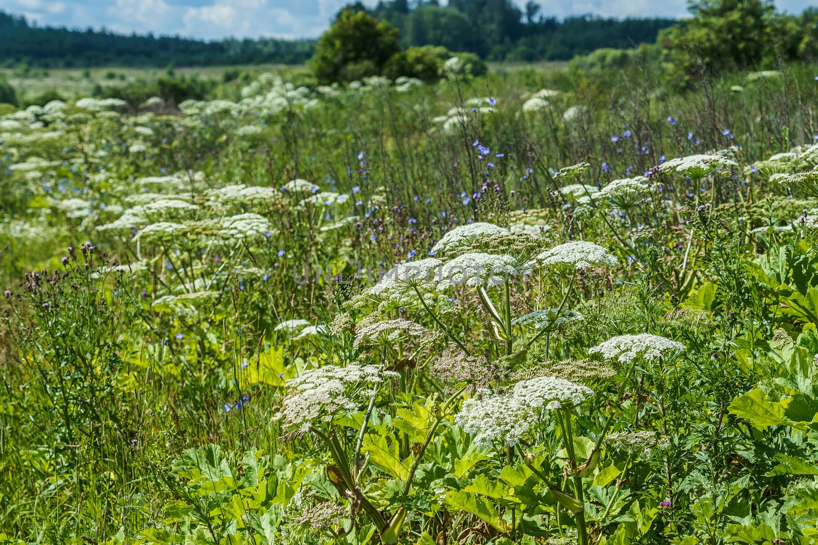 hogweed in a field on a sunny summer day, several inflorescences in the grass thickets