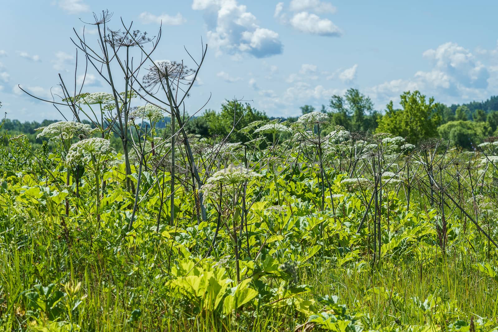 hogweed in a field, flowering specimens and several dried stalks by VADIM