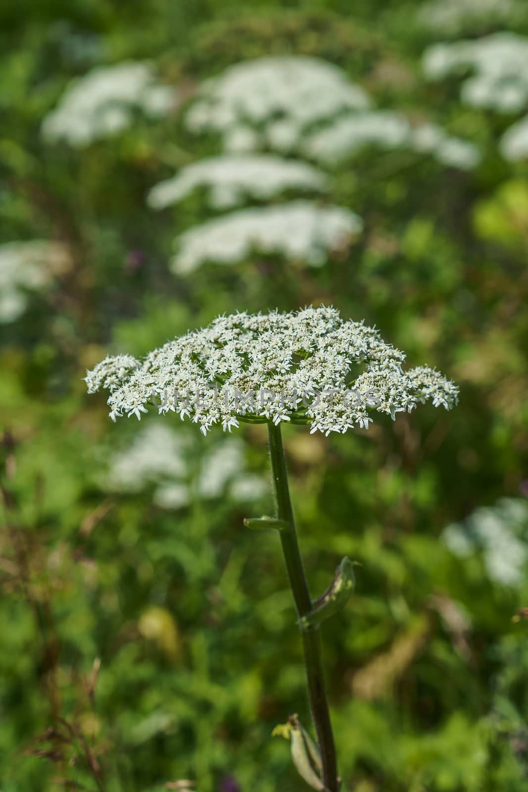 hogweed in a field on a sunny summer day one large inflorescence, the rest on the background by VADIM