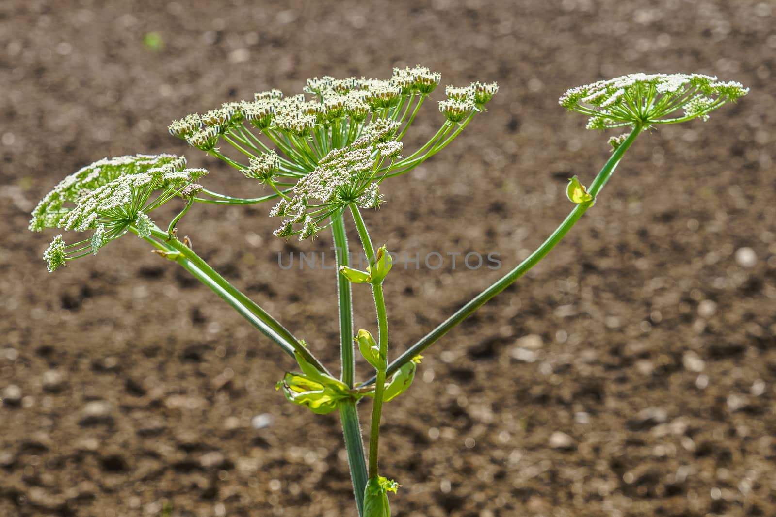 hogweed in a field, one plant against the background of a plowed land by VADIM