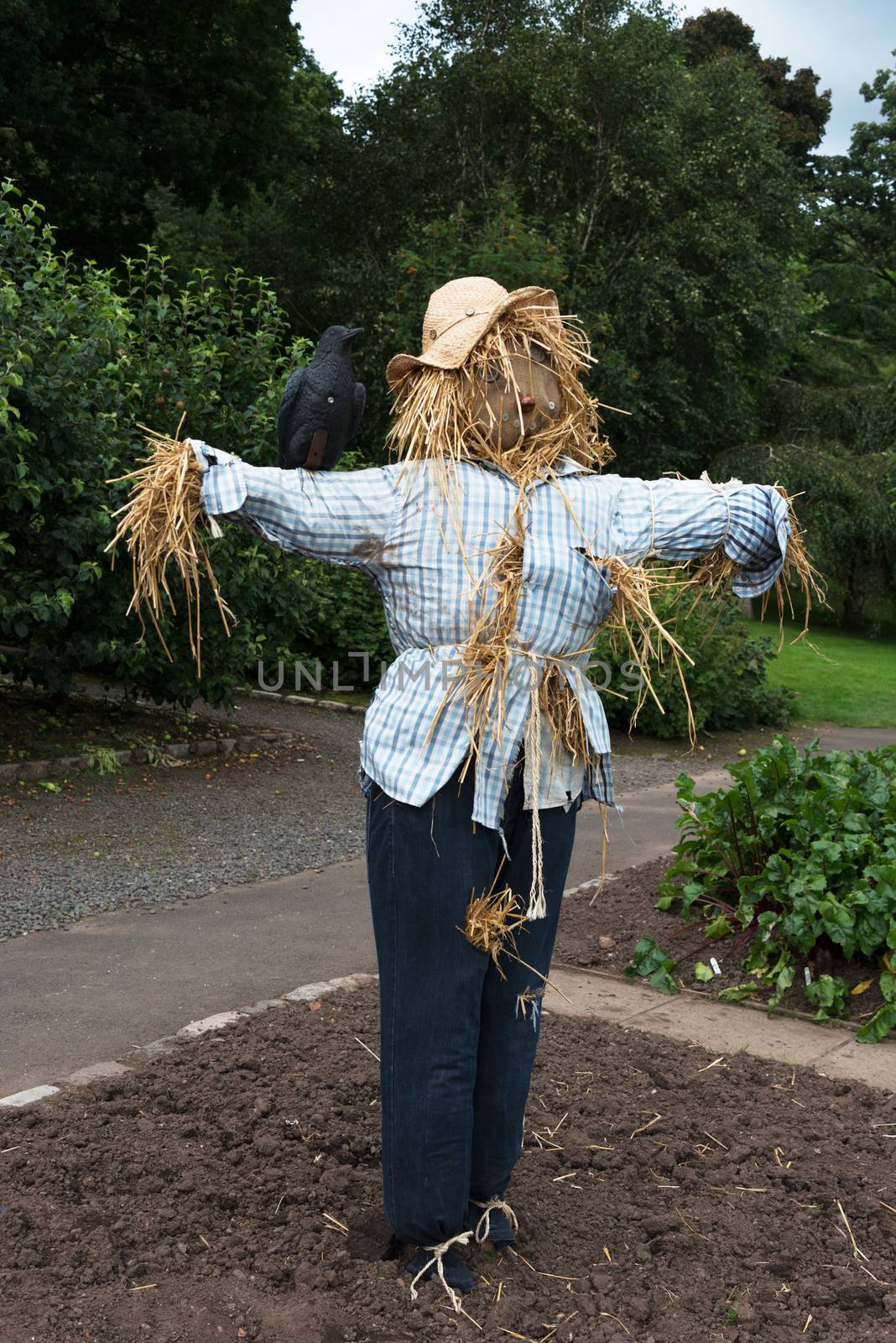 Straw Scarecrow in Vegetable Garden