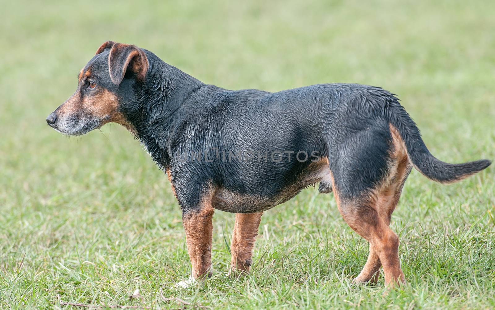 wet black and brown mongrel dog in a field by sirspread