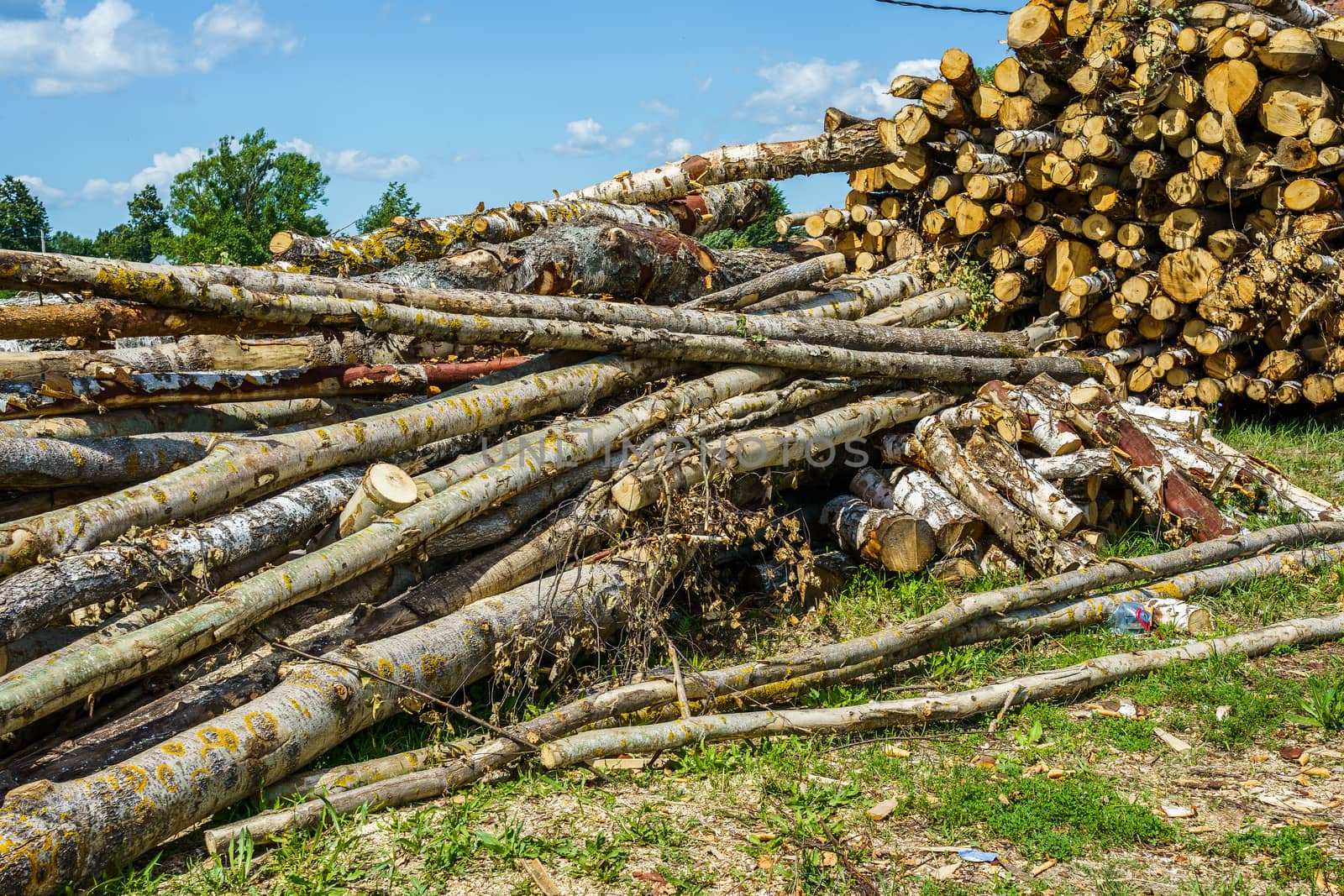 hardwood tree trunks stacked by VADIM