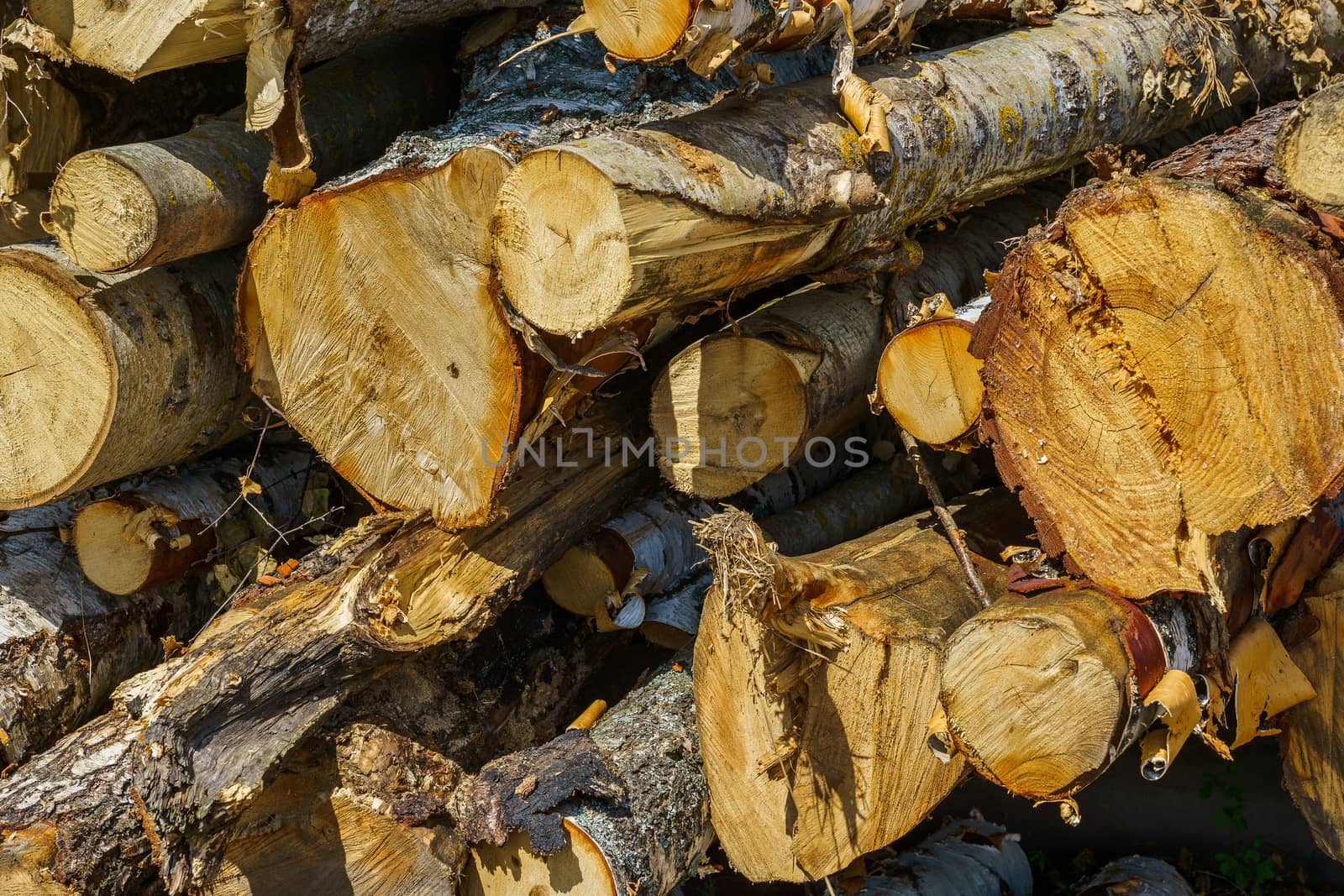 hardwood tree stack prepared for processing by VADIM