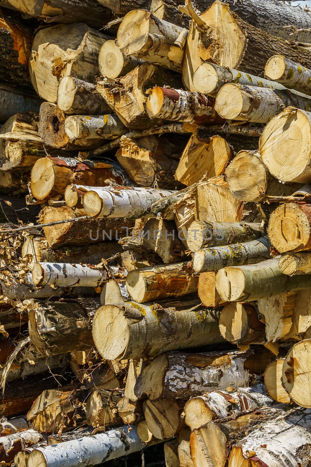 hardwood tree stack prepared for processing by VADIM