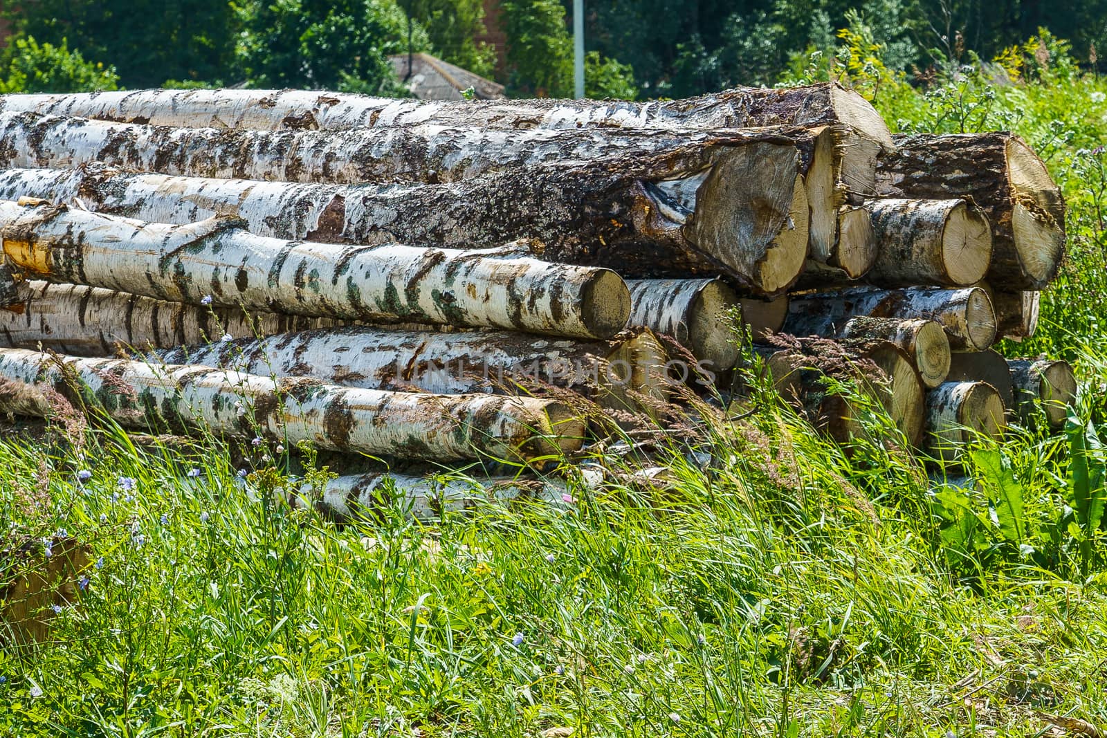 hardwood tree trunks stacked on green grass